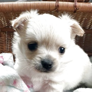 ポメチワ(チワワ×ポメラニアン)【福島県・男の子・2025年3月2日・クリーム】の写真「綺麗なクリーム色」