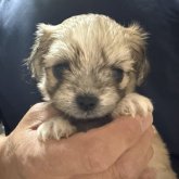 チワマル(マルチーズ×チワワ)