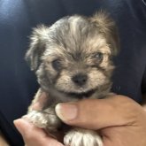 チワマル(マルチーズ×チワワ)