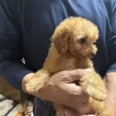 マルプー(マルチーズ×トイプードル)【福島県・女の子・2025年9月10日・レッド】の写真3