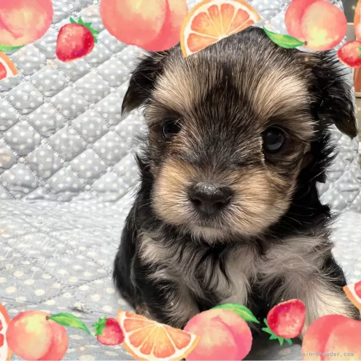 ID:2405-01562の子犬