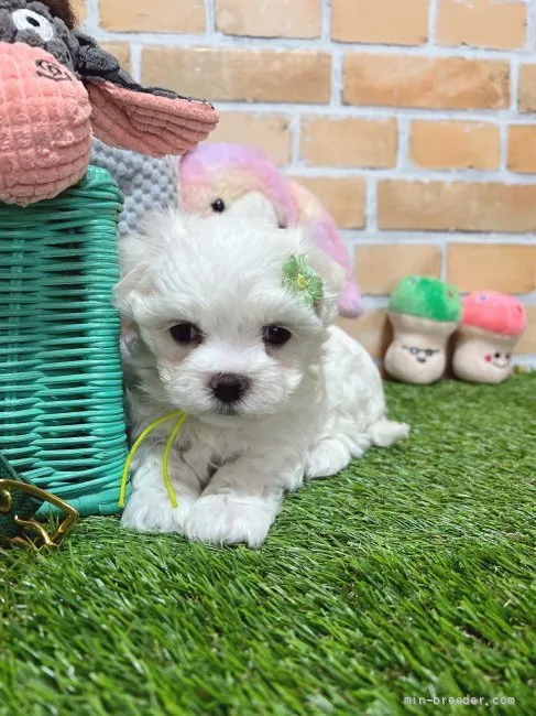 ID：2202-00411の子犬