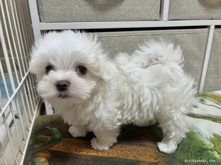 ID:2203-01257の子犬