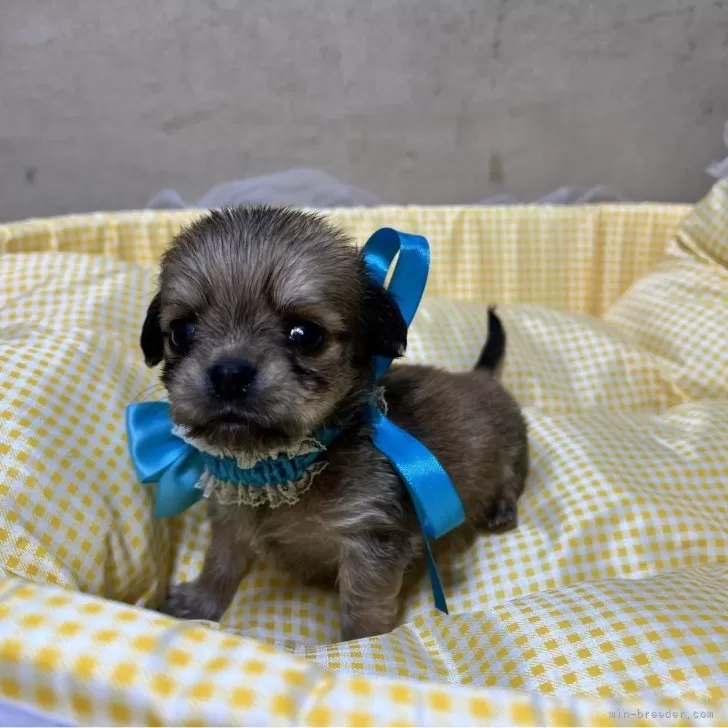 ID：2407-03578の子犬