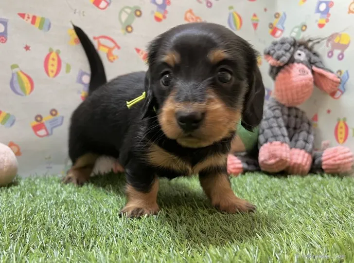 ID:2202-02084の子犬