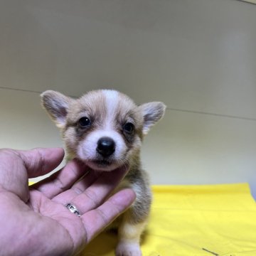 ウェルシュ・コーギー・ペンブローク【福島県・男の子・2024年8月14日・セーブル&ホワイト】の写真「かわいい男の子」