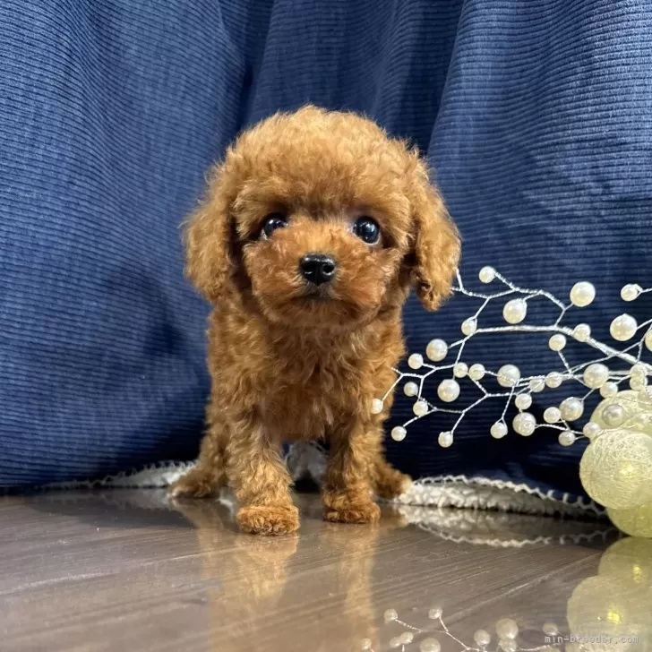 ティーカッププードル【茨城県・女の子・2025年8月4日・レッド】の写真1