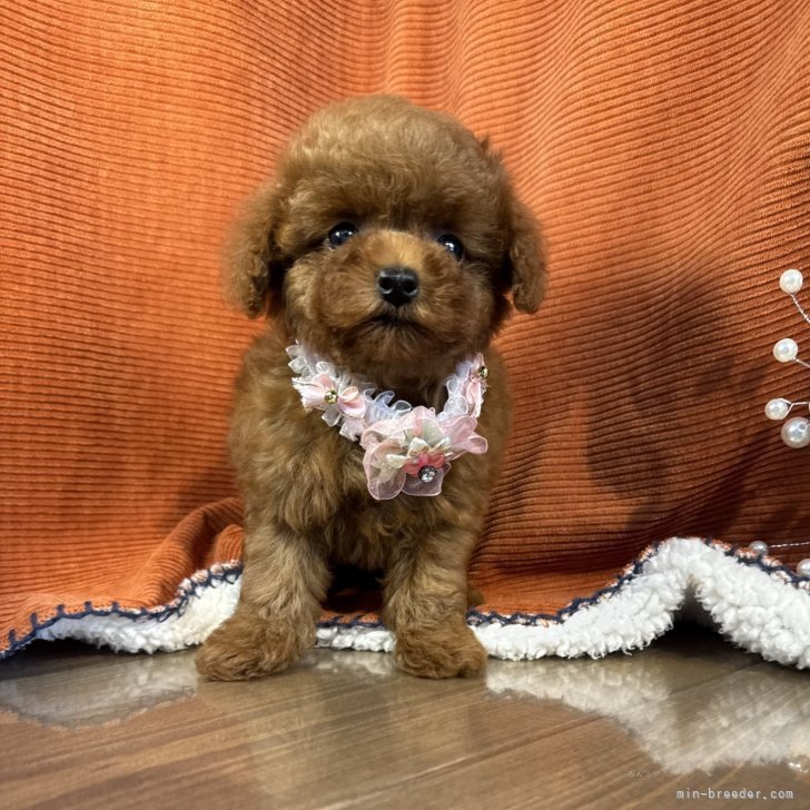 ブリーダー画像