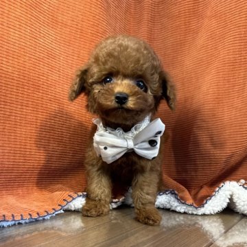 トイプードル(タイニー)【茨城県・男の子・2025年7月9日・レッド】の写真「トイプードル専門店です！！」