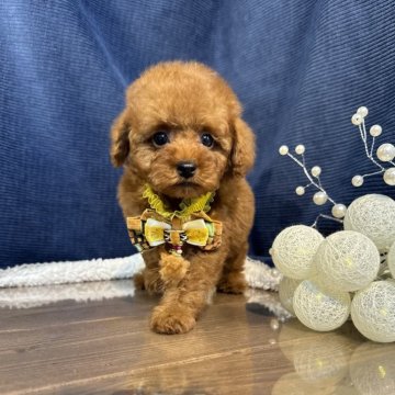 トイプードル(トイ)【茨城県・男の子・2025年10月9日・レッド】の写真「トイプードル専門店です！！」