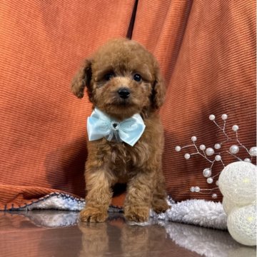トイプードル(トイ)【茨城県・男の子・2025年9月13日・レッド】の写真「トイプードル専門店です！！」