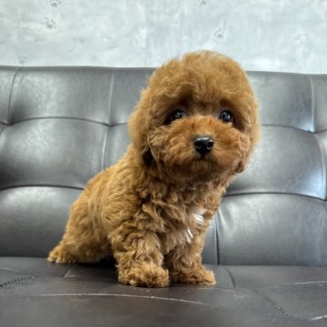 トイプードル(タイニー)【茨城県・男の子・2025年3月18日・レッド】の写真「ドワーフタイプ、短足ちゃん！！」