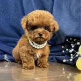 ティーカッププードル