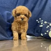 タイニープードル