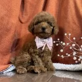 トイプードル(トイ)