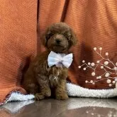 タイニープードル【茨城県・女の子・2025年9月13日・レッド】の写真1