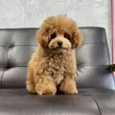 トイプードル(トイ)【茨城県・男の子・2025年7月25日・レッド】の写真4