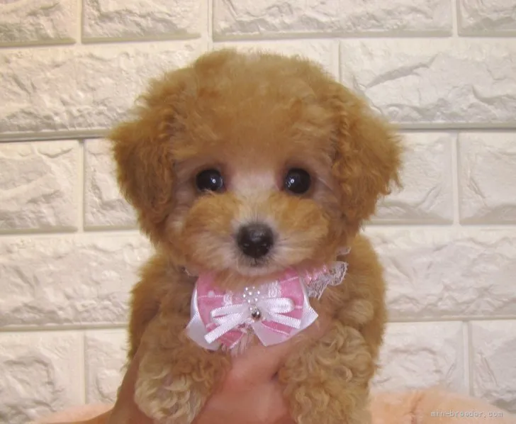 ID：2110-00302の子犬