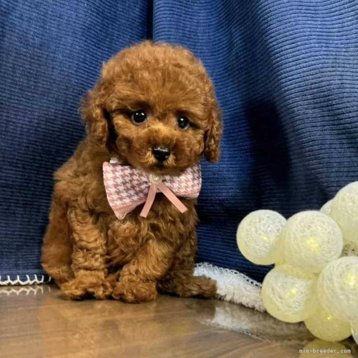 ID：2409-05199の子犬