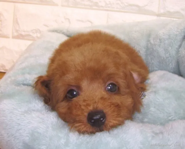 ID：2110-02914の子犬