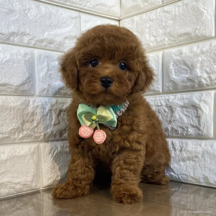 ID:2308-03130の子犬