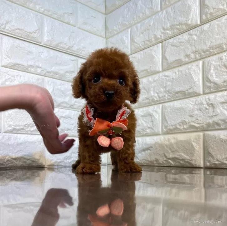 ID：2312-03617の子犬