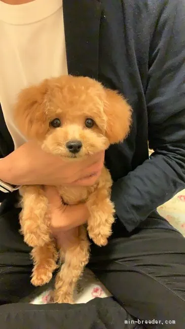 ID：2007-02277の子犬