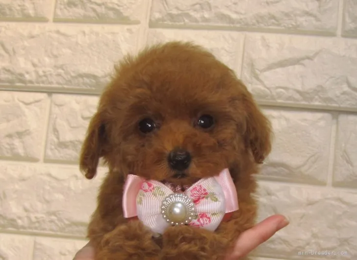 ID：2110-04061の子犬