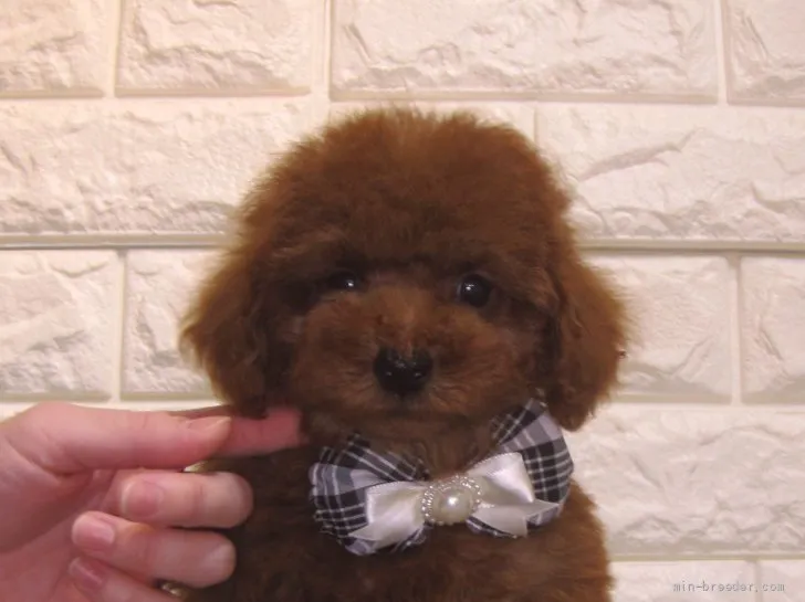 ID:2110-04056の子犬