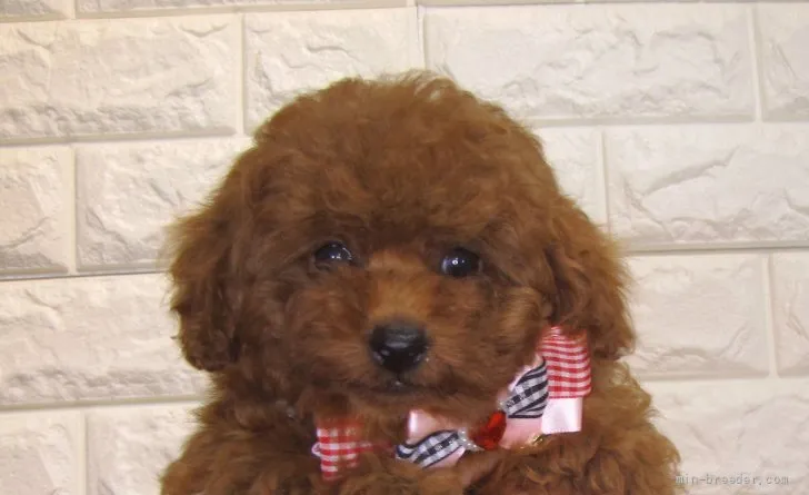 ID：2109-01483の子犬