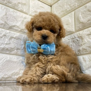 トイプードル(タイニー)【茨城県・男の子・2023年11月12日・アプリコット】の写真「*。*.☆アプリコットの男の子デビュー☆.*。*」