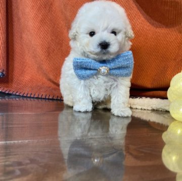 トイプードル(タイニー)【茨城県・男の子・2024年2月19日・クリーム】の写真「タイニーサイズのドワーフタイプ予想！！」