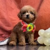 トイプードル(トイ)【茨城県・女の子・2024年5月21日・レッド】の写真1