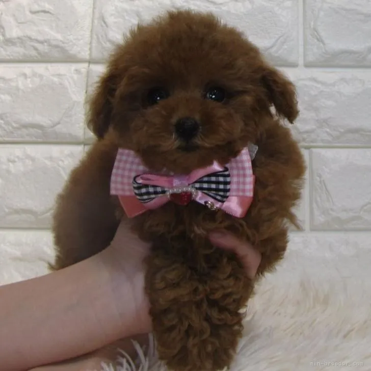 ID：2210-04676の子犬