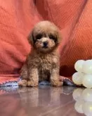 トイプードル(トイ)【茨城県・女の子・2024年5月21日・レッド】の写真5