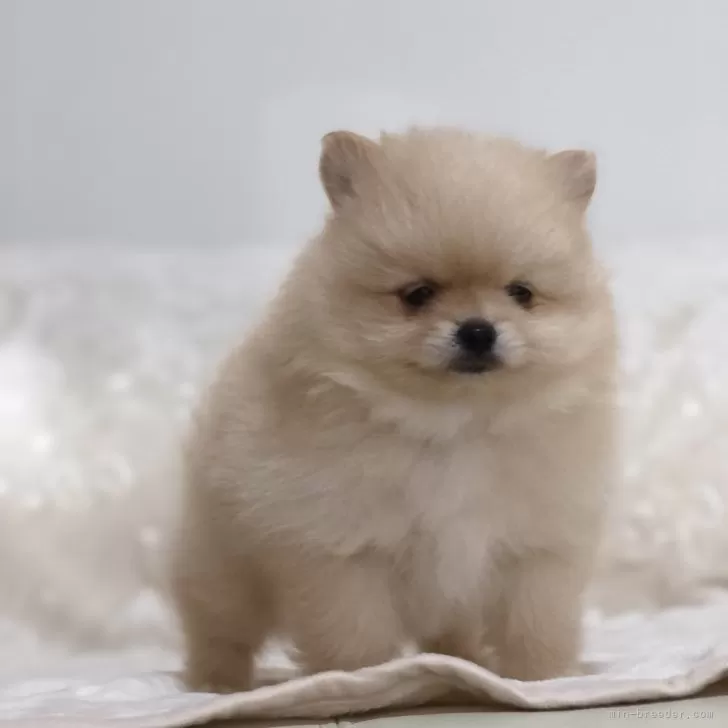 ID：2411-00965の子犬