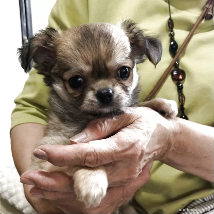 ID:2505-01081の子犬