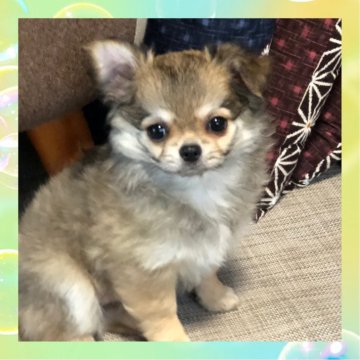 チワワ(ロング)【東京都・女の子・2025年7月1日・フォーン】の写真「🤎今なら血統書のお名前お決め頂けます🤎」