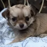 チワワ(ロング)