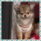 チワワ(ロング)