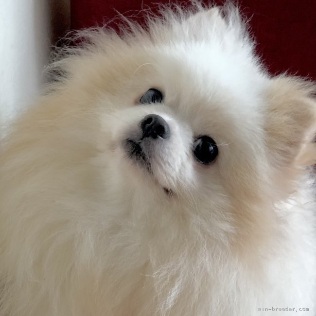 ポメラニアン【・女の子・2021年12月20日・クリーム】