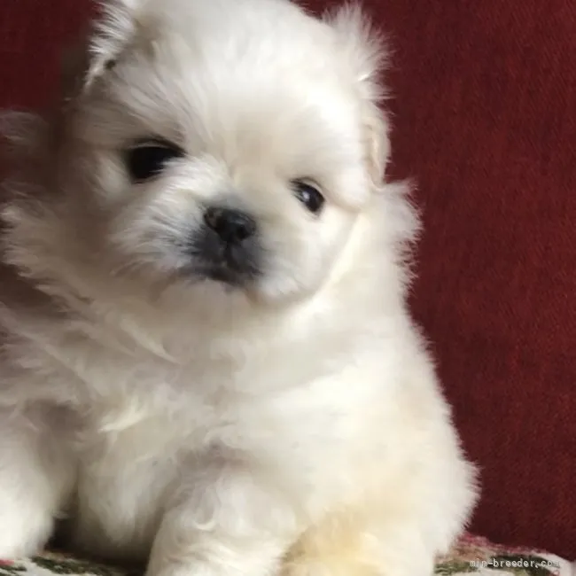 ID：2109-01052の子犬