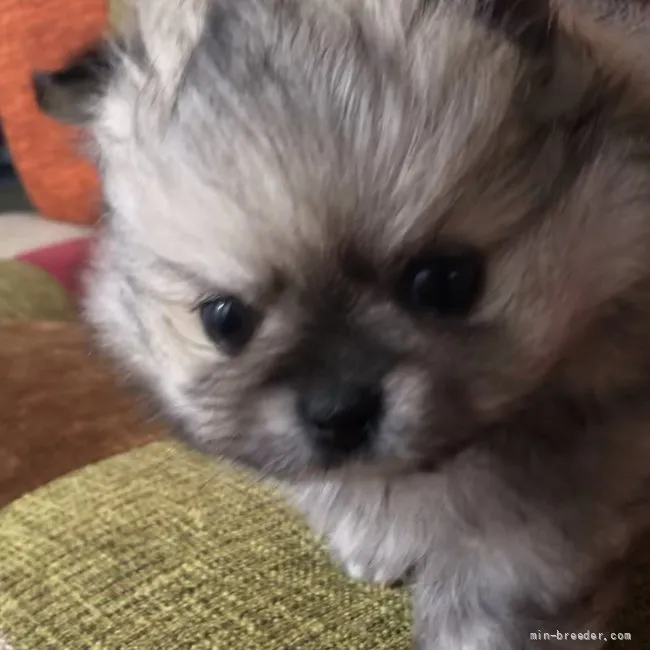 ID:2201-04044の子犬