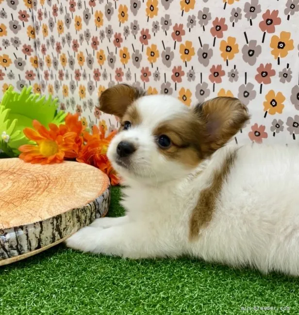 ID：2107-03516の子犬
