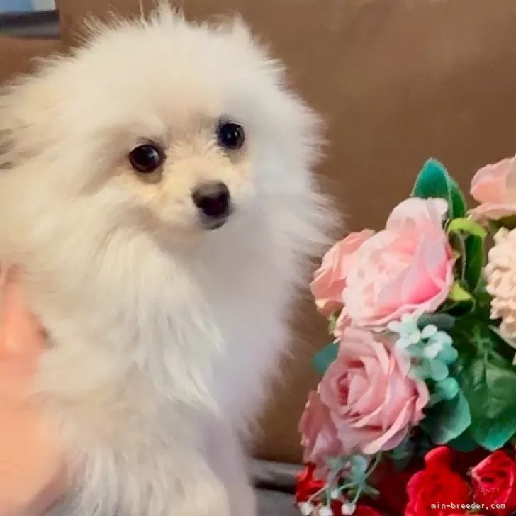 よね 様のお迎えした子犬