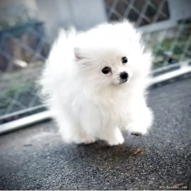 ポメラニアン【岩手県・男の子・2025年8月1日・クリーム】の写真1