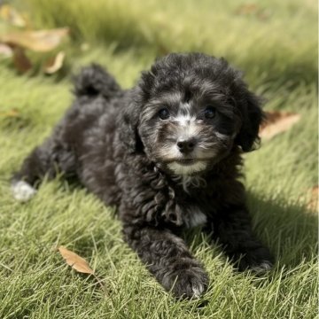 トイプードル(タイニー)【岩手県・男の子・2025年9月10日・シルバー】の写真「🎄クリスマスキャンペーン🎄」