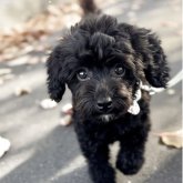 トイプードル(タイニー)