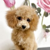 トイプードル(タイニー)