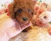 タイニープードル【岩手県・男の子・2024年12月12日・レッド】の写真3